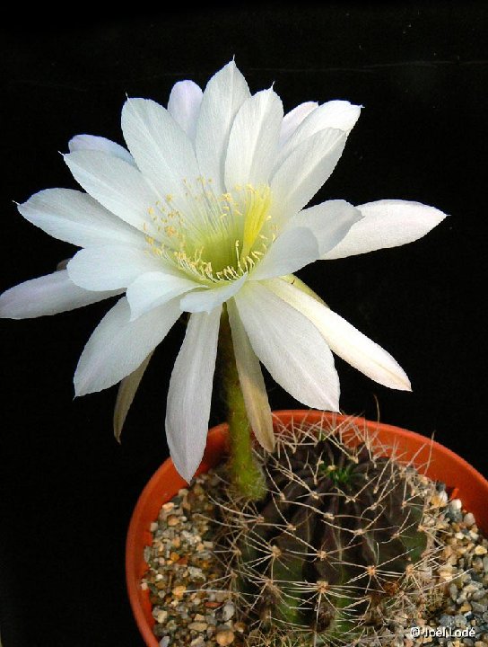 Echinopsis sp Lau 400, Entre Rios, Bolivia JLcoll.1439